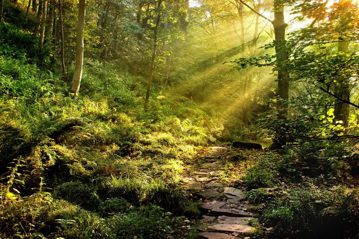 como a natureza pode ajudar no relaxamento