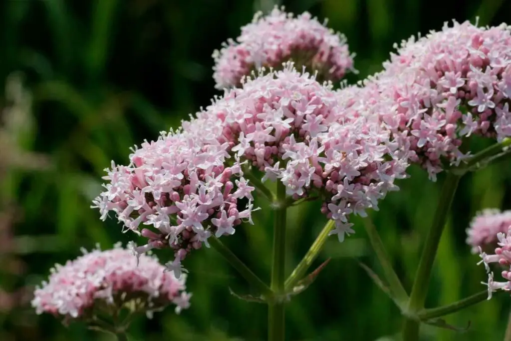 valeriana para ansiedade